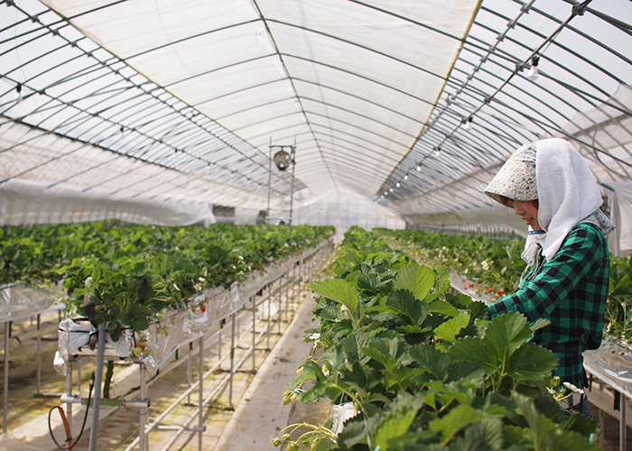 さくらんぼ苺は棚床で育てられています