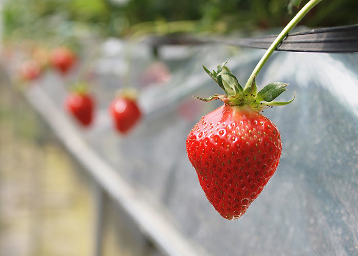 枝を残したまま出荷する