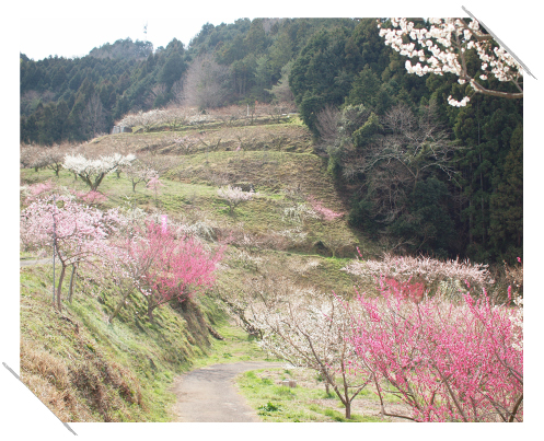美しく輝く、山里