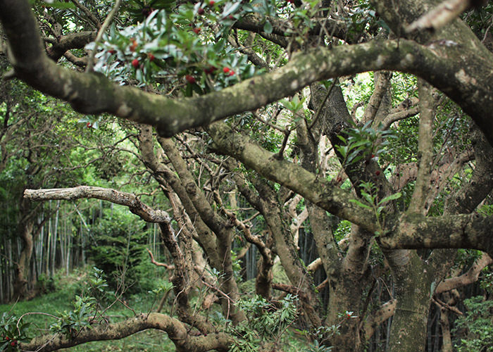 樹齢150年になる山桃の大木